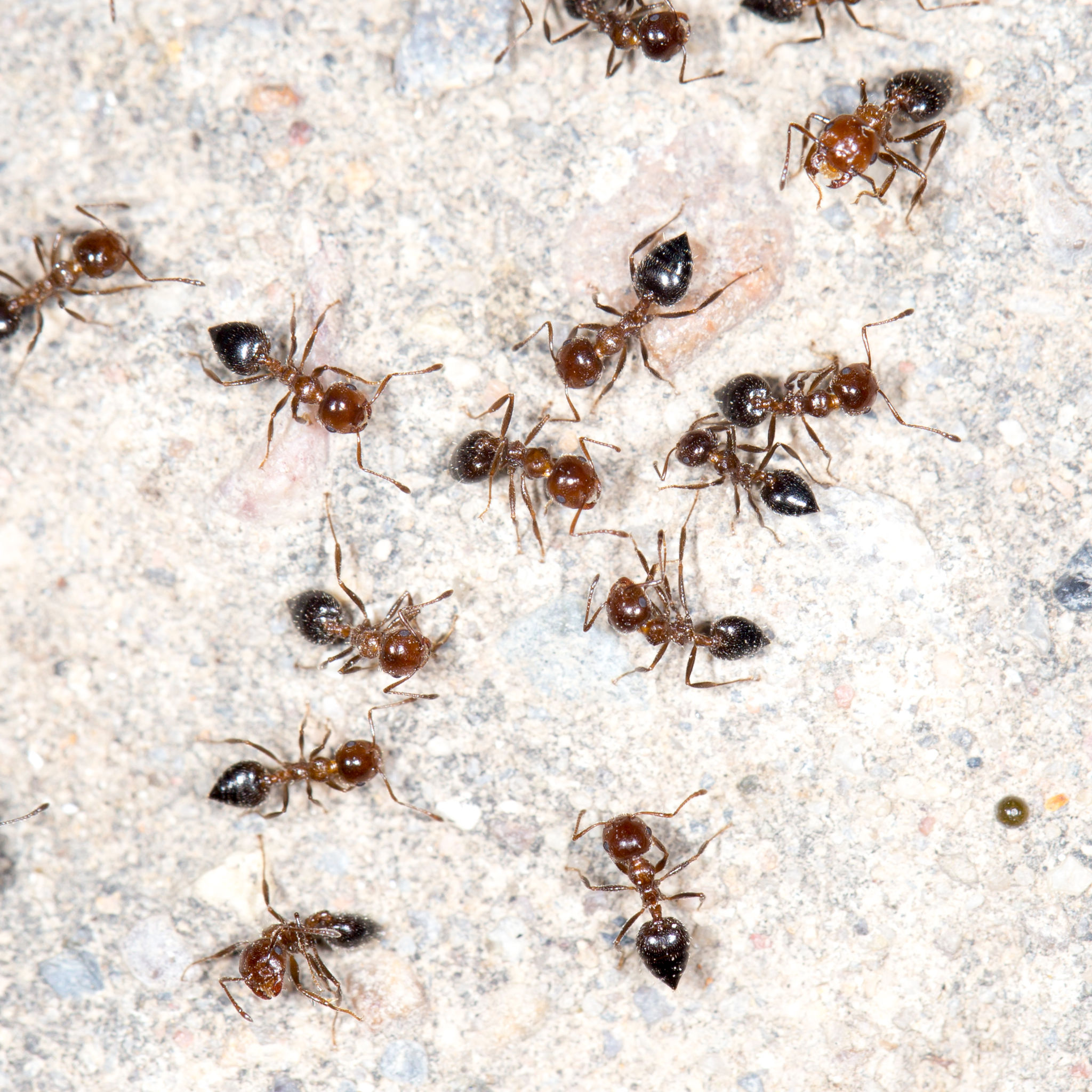 How to Get Rid of Ants With Pest Control in Columbia, MD