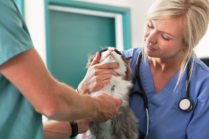 Your Veterinarian In Chicago And Your Pet’s Nutrition