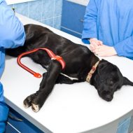 How to get through dog surgery in Fairfax Station, VA
