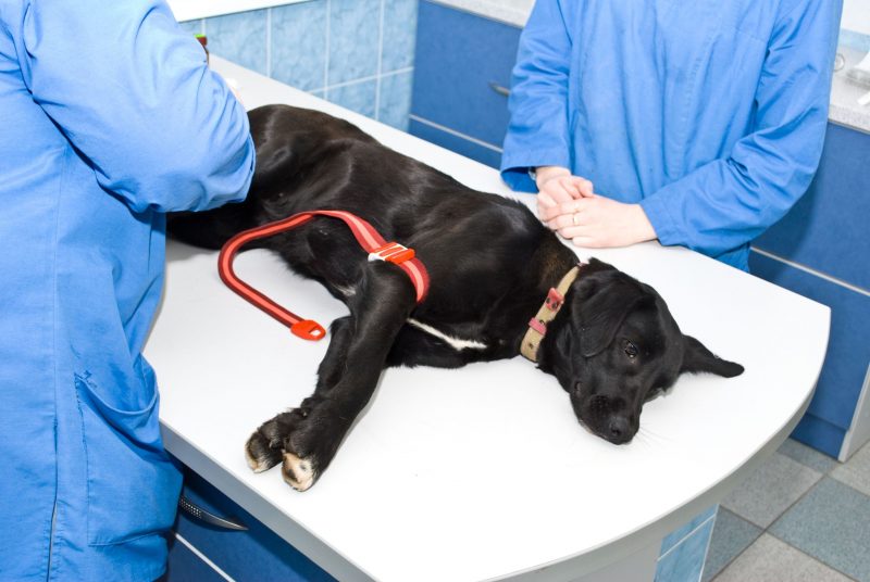 How to get through dog surgery in Fairfax Station, VA