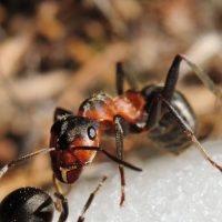 Reasons for Ants Control Services in Arlington, VA