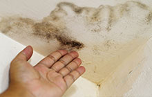 Mold Inspections in Alexandria VA Will Detect Signs of Growth