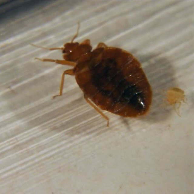 How to Avoid Bed Bugs in Jackson NJ