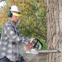 Using Tree Services in Elliott City MD To Help With Your Property