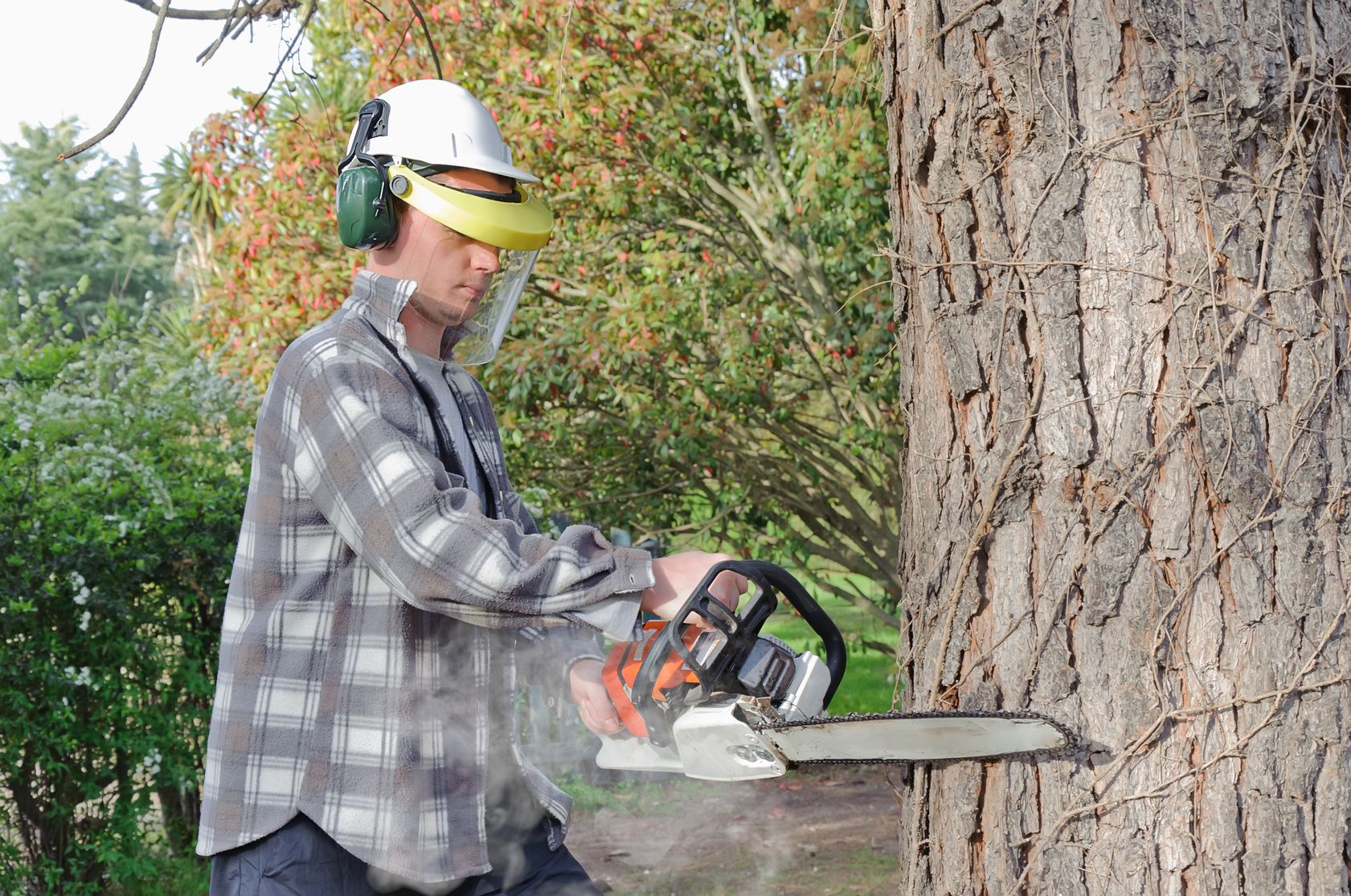 Using Tree Services in Elliott City MD To Help With Your Property