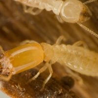 Do You Practice Termite Control in Nassau County?