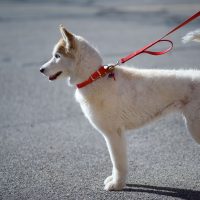 What Are The Benefits Of Dog Walking In Omaha, NE?