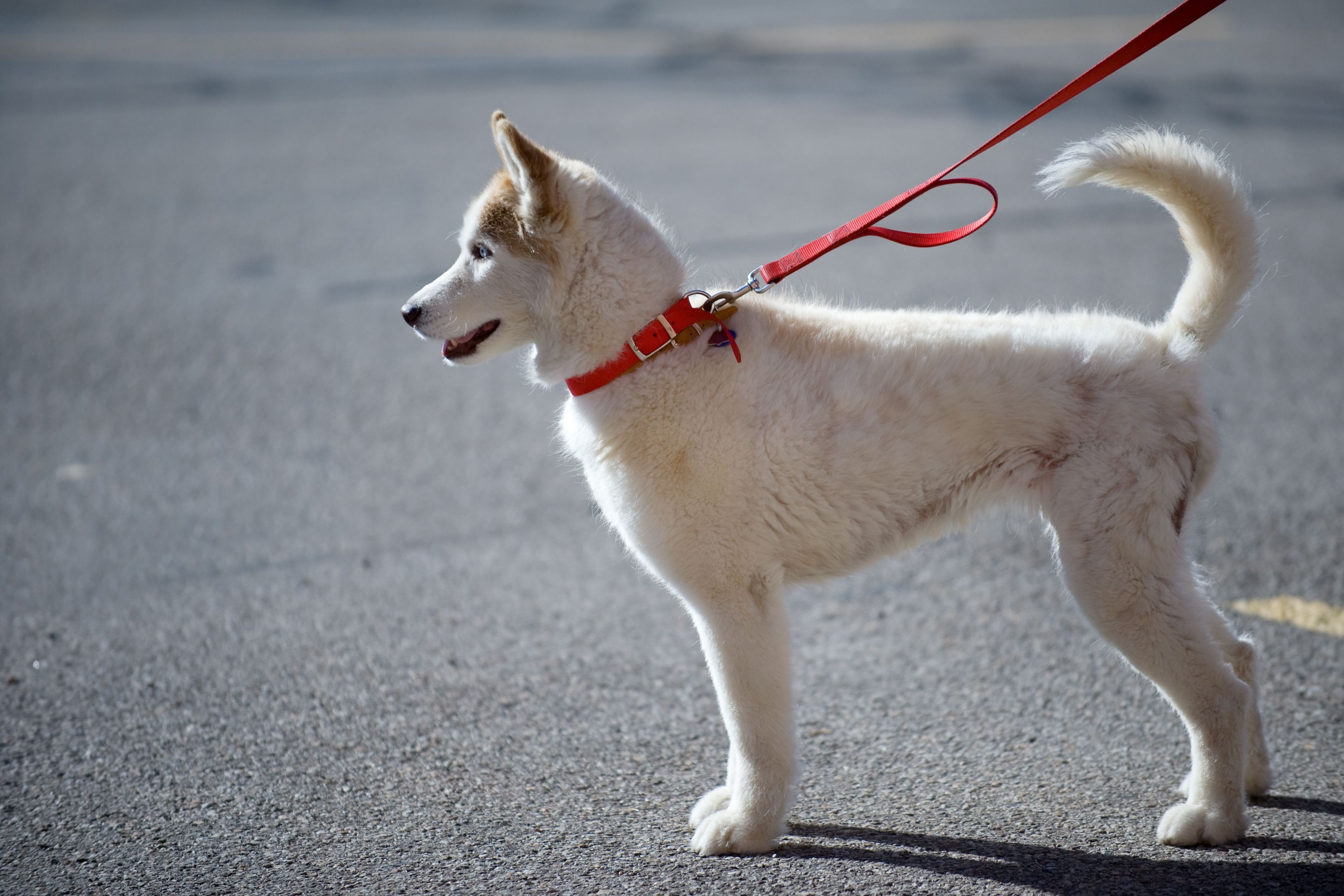 What Are The Benefits Of Dog Walking In Omaha, NE?