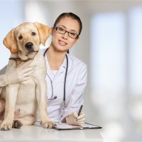 Frequently Asked Questions About Pet Orthopedic Surgery in Fairfax Station, VA