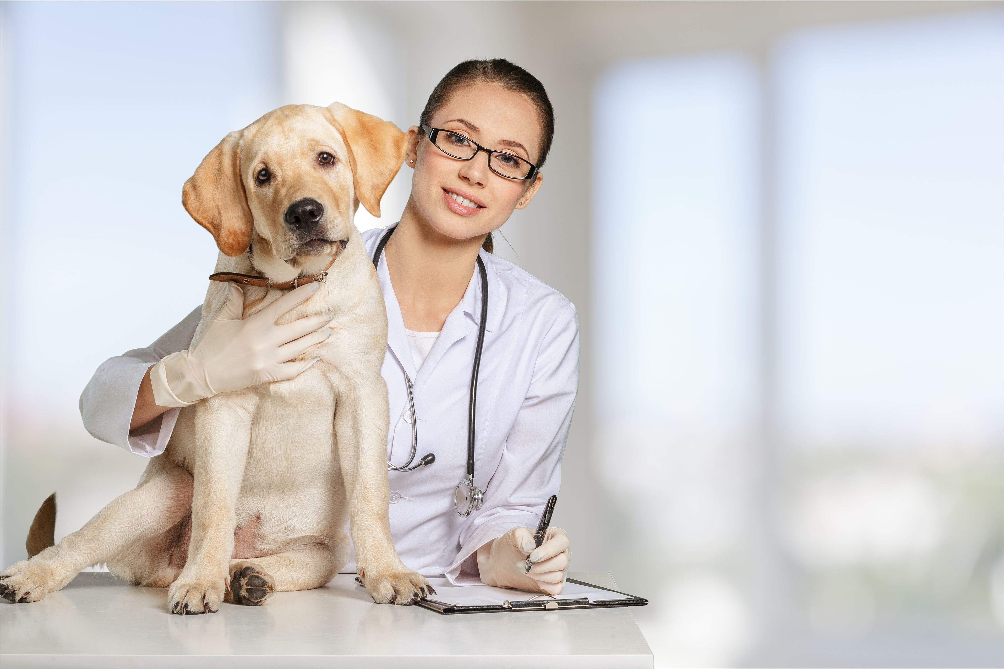 Frequently Asked Questions About Pet Orthopedic Surgery in Fairfax Station, VA