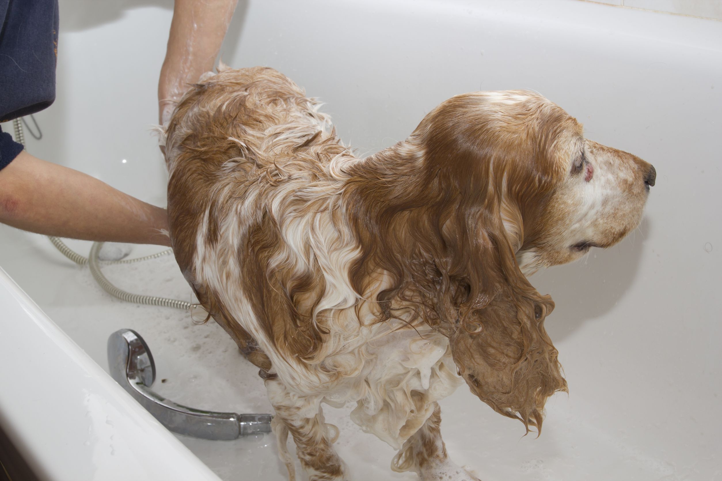 Take Your Sheepdog to a Dog Grooming Center in Parkville, MO