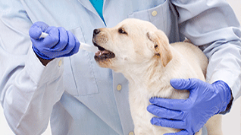 How to Find the Best Veterinarians in Fort Bend County