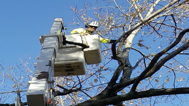 Tips for Tree Cutting in Wamego, KS