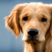 3 Holistic Medical Treatments for Pets