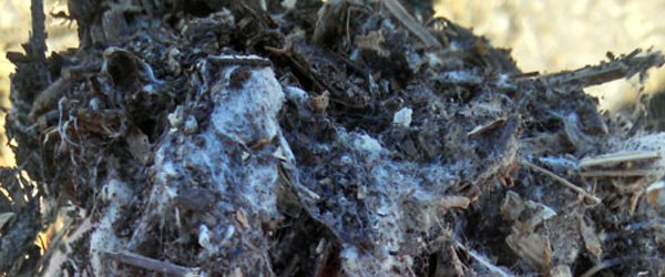 What Do You Know About Compost in Waco, Texas and What it Can Do for Your Yard?