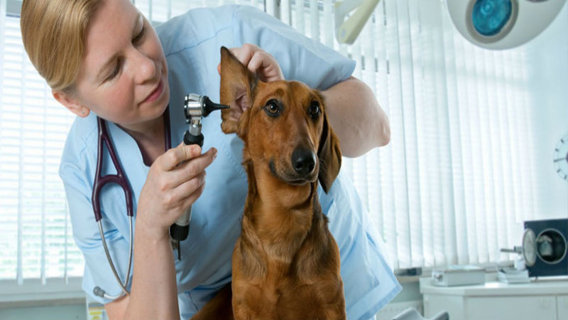 Simple Tips for Domestic Animal Medical Care in Joppa, MD