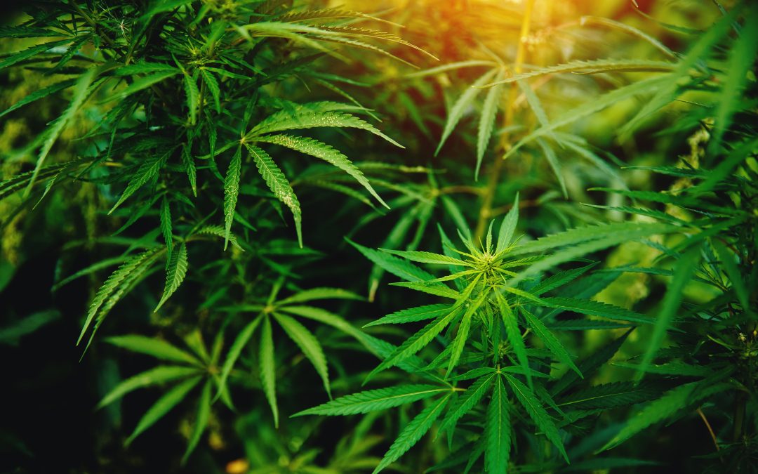 Navigating Product Selection at a Cannabis Dispensary Byram MS Made Simple